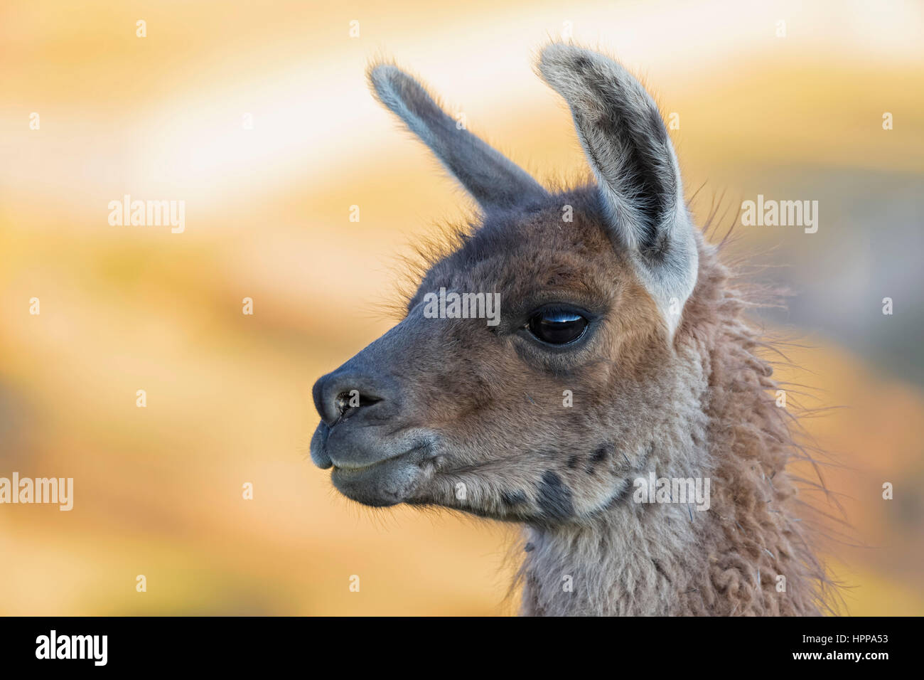 Peru, Andes, portrait of a llama Stock Photo