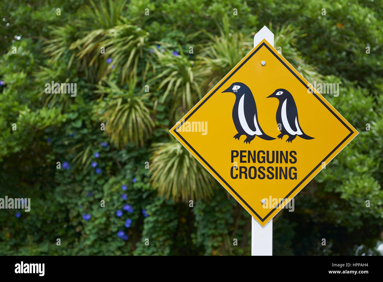 'Penguins Crossing' sign on a New Zealand road Stock Photo - Alamy