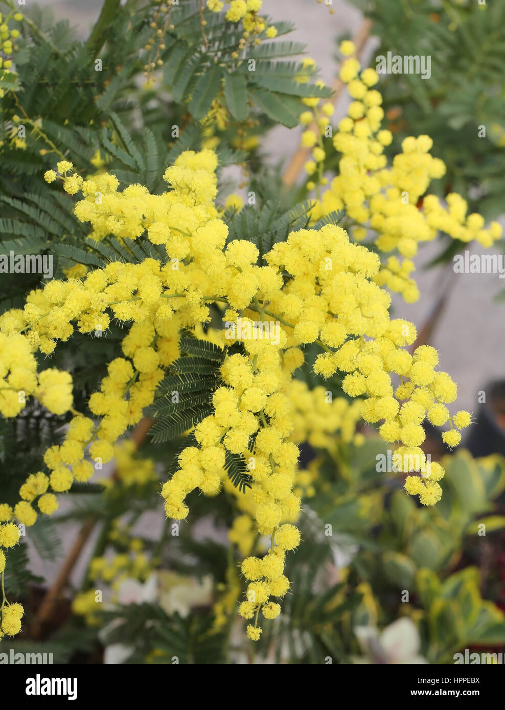 Yellow Momosa For Women's Day Stock Photo - Alamy