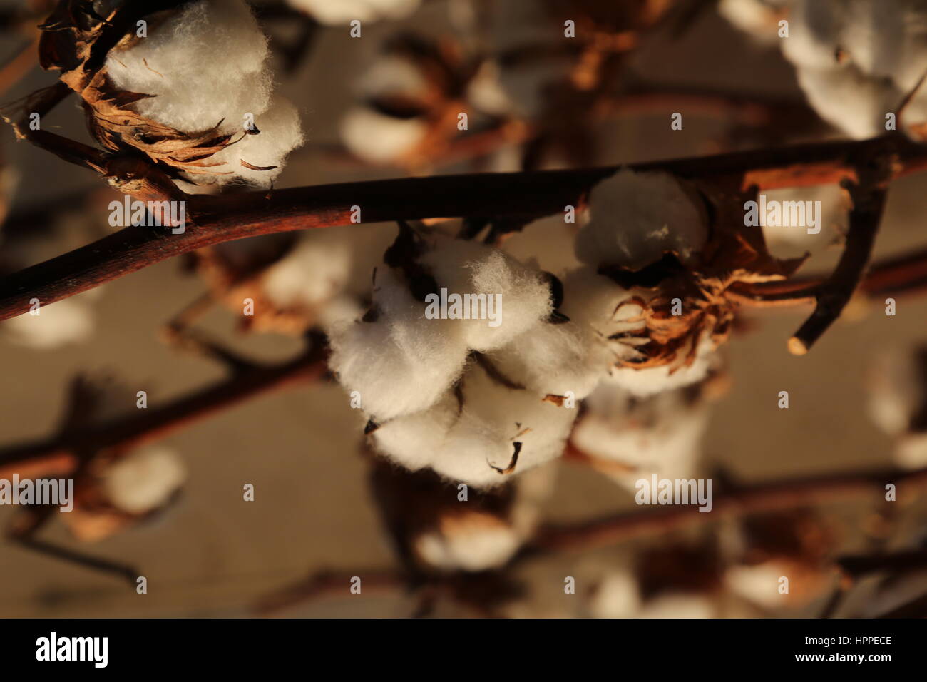 many balls of cotton in the intensive cultivation of cotton plant before harvest Stock Photo