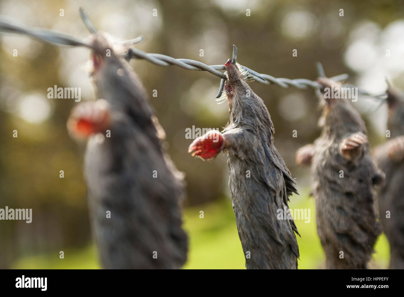 Dead European Moles (Talpa europaea) hung on barbed wire by a mole catcher, Northumberland, England, UK Stock Photo