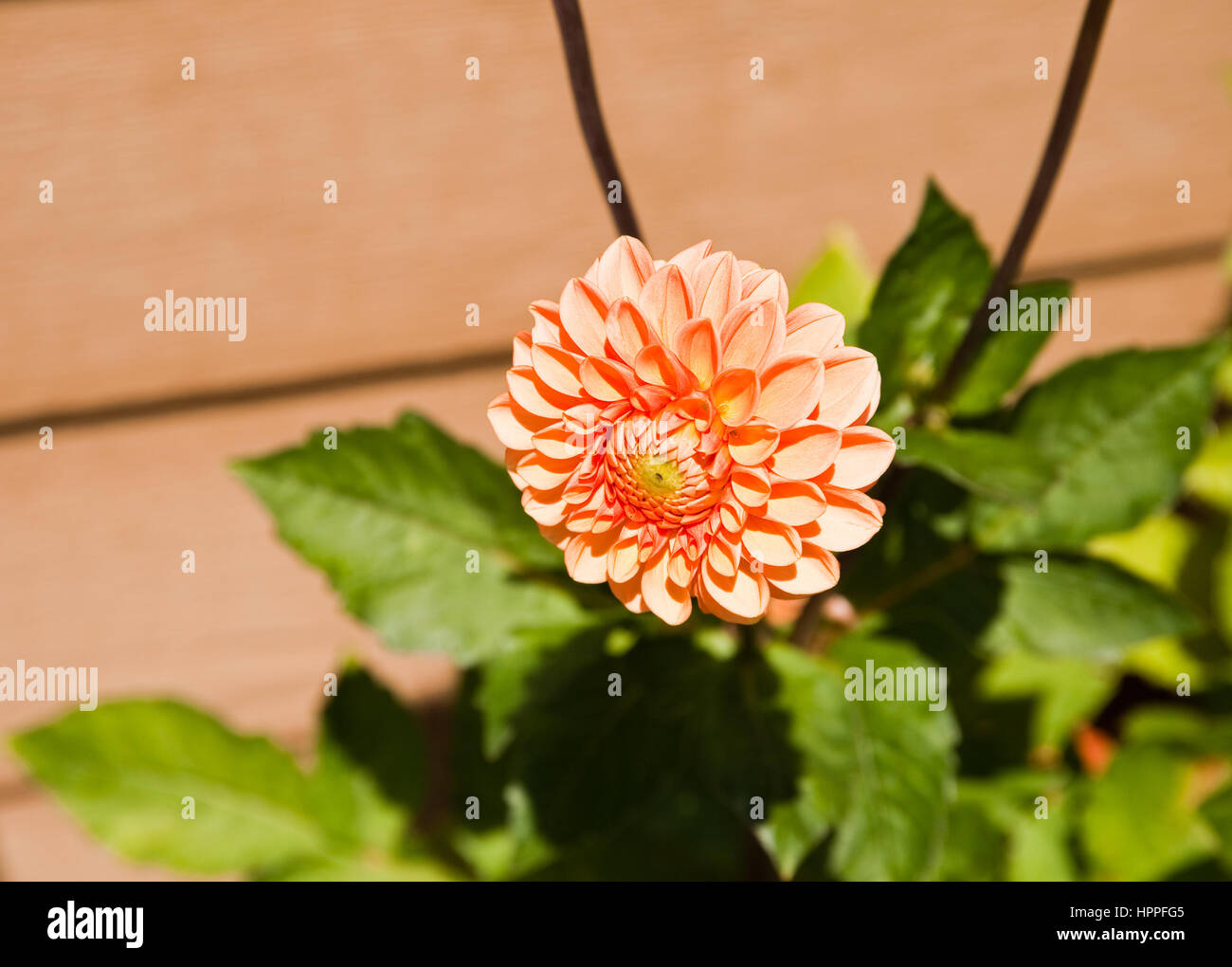 Sunlit flower in a garden Stock Photo