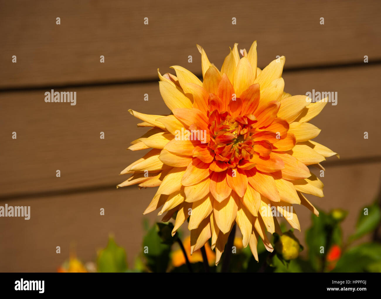Sunlit flower in a garden Stock Photo