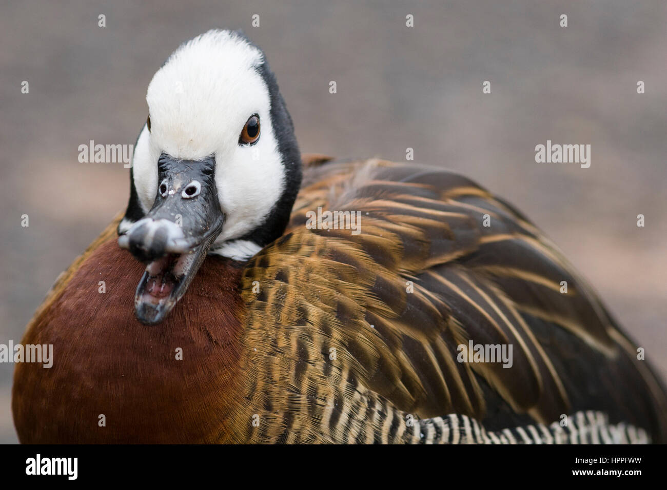 White-faced whistling duck (Dendrocygna viduata) Stock Photo