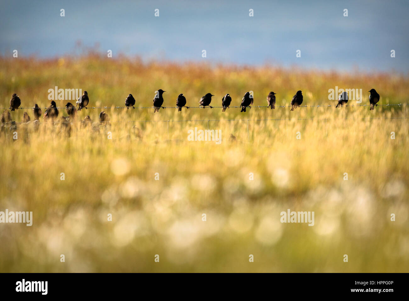 Starlings (Sturnus vulgarus) on a fence, Shetland Stock Photo