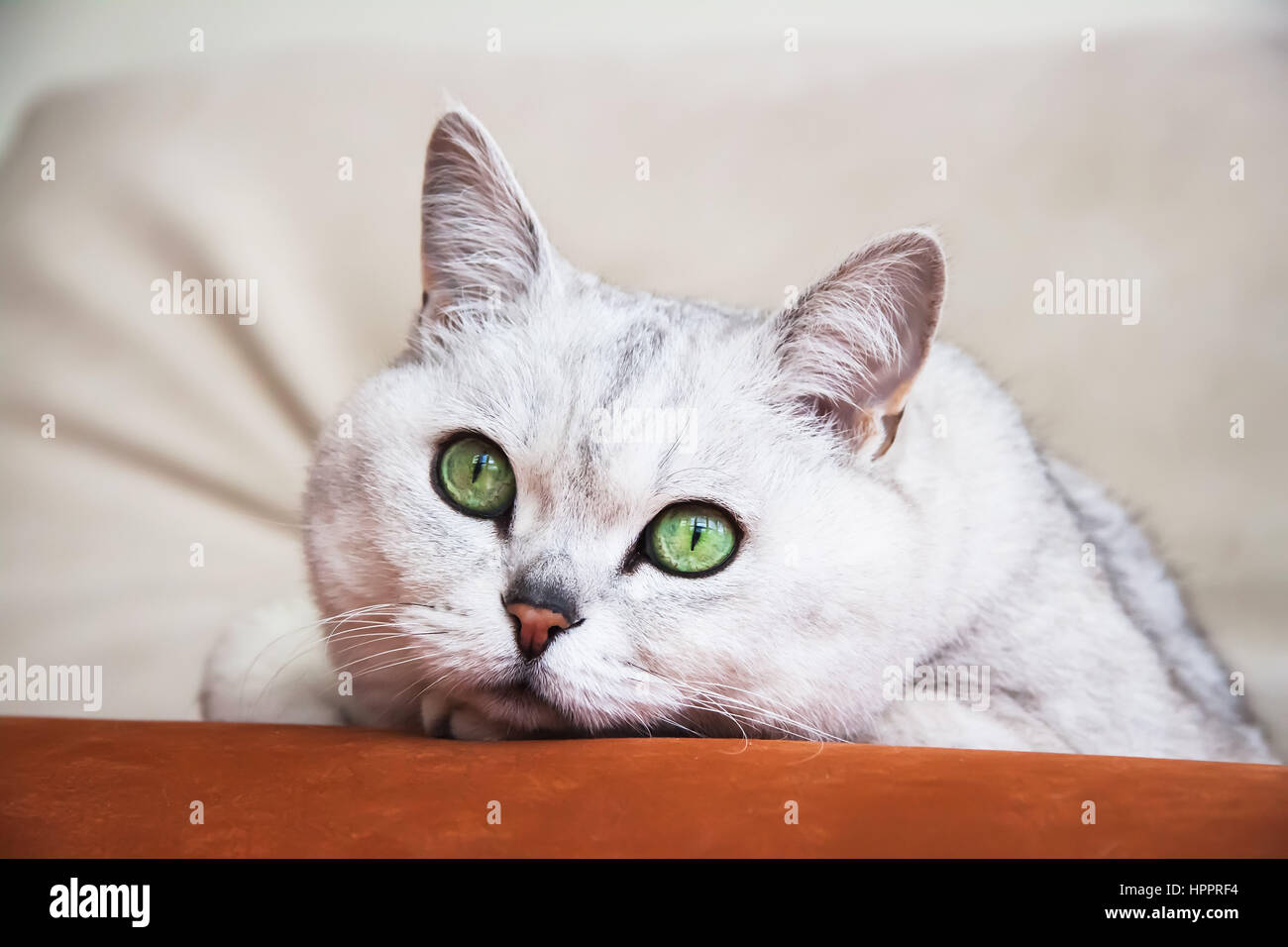 Big silver British cat with intelligent, beautiful green eyes resting on the couch and attentively looking at us Stock Photo