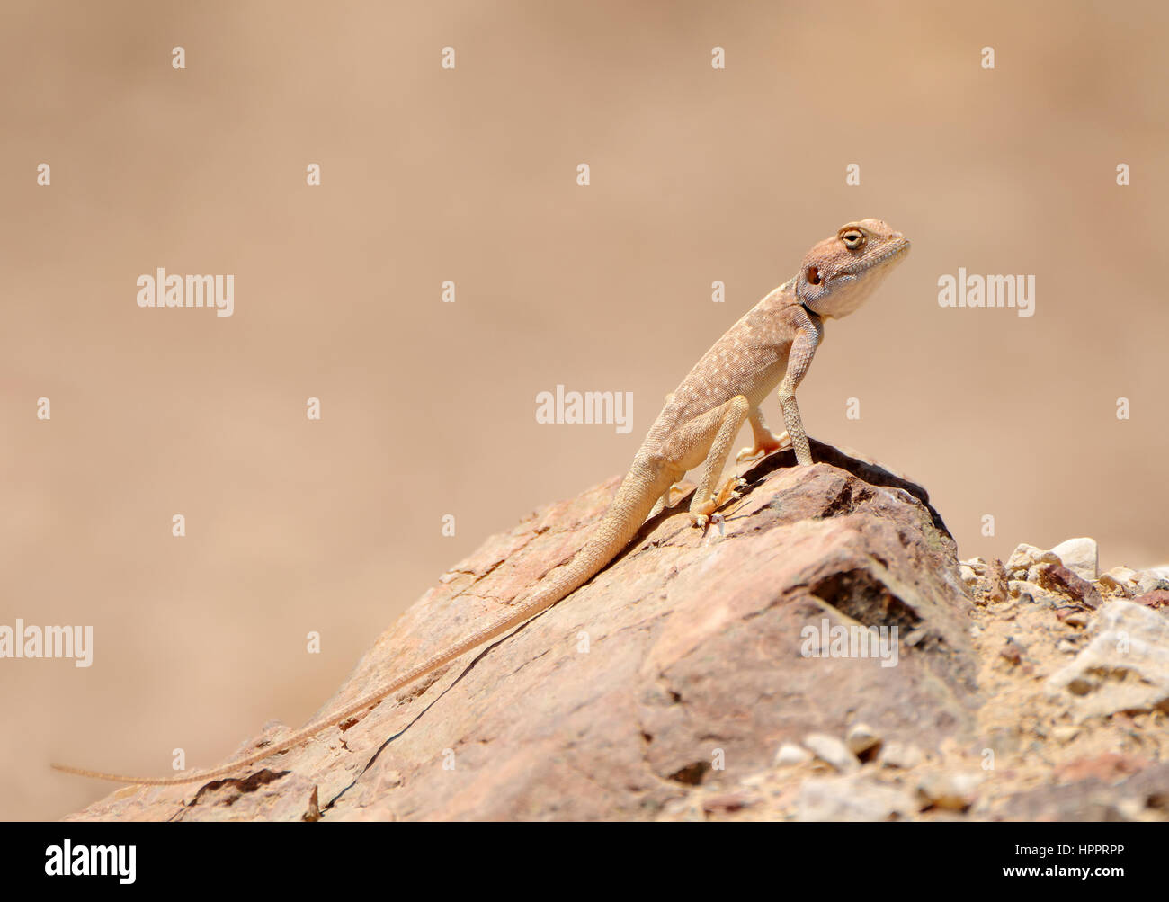 Sinai agama, Pseudotrapelus sinaitus on a rock Stock Photo