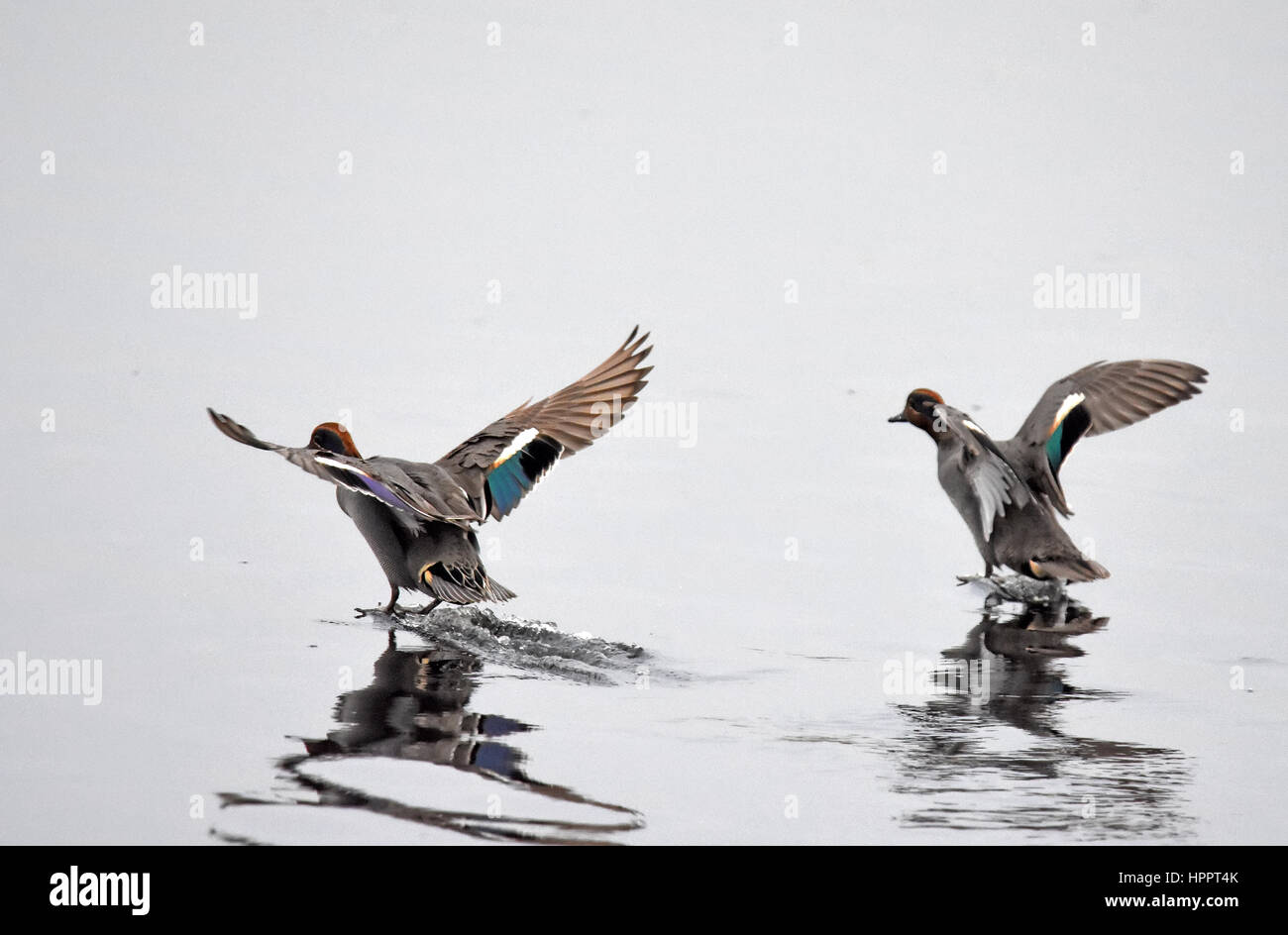 Couple of common teals land in a lake Stock Photo
