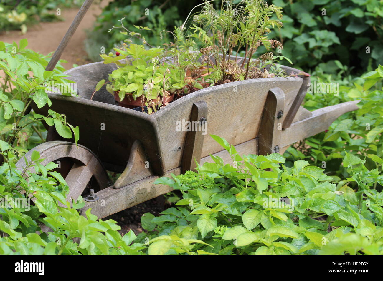 Wheelbarrow vegetable garden gardening hires stock photography and