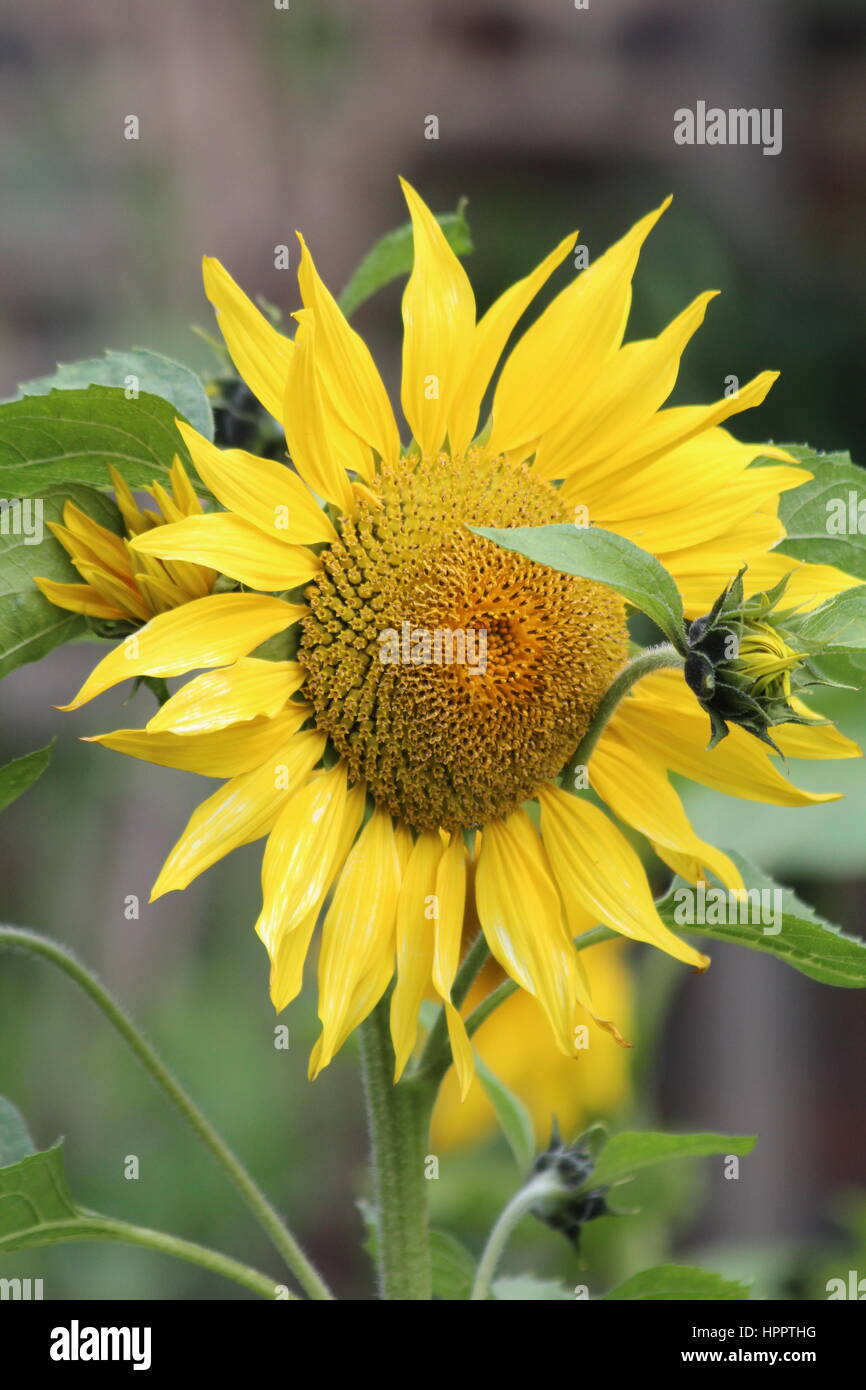 Sunflowers growing in the garden Stock Photo Alamy
