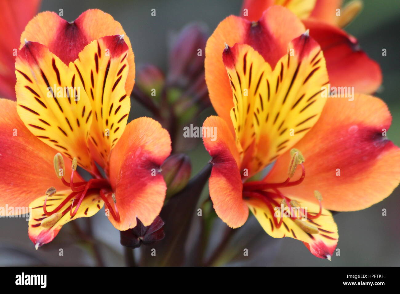 Vibrant orange orchids and lily flowers Stock Photo