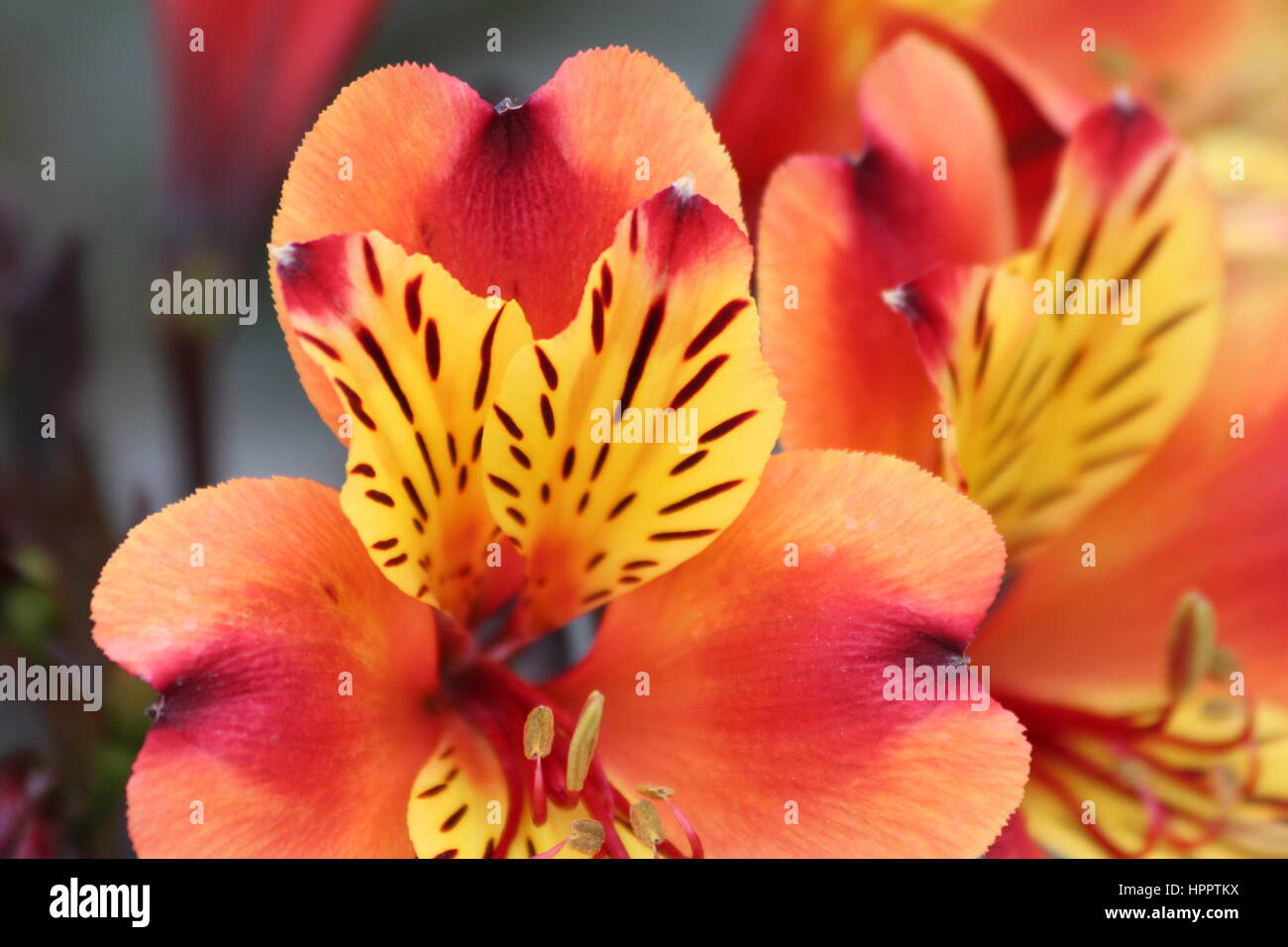 Vibrant orange orchids and lily flowers Stock Photo