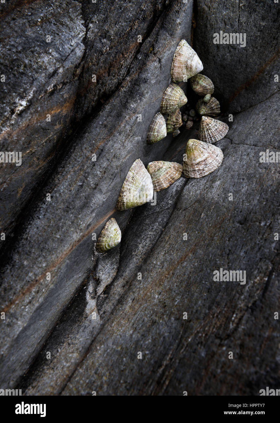 Limpets clinging to rocks, Fishguard, Wales. Stock Photo