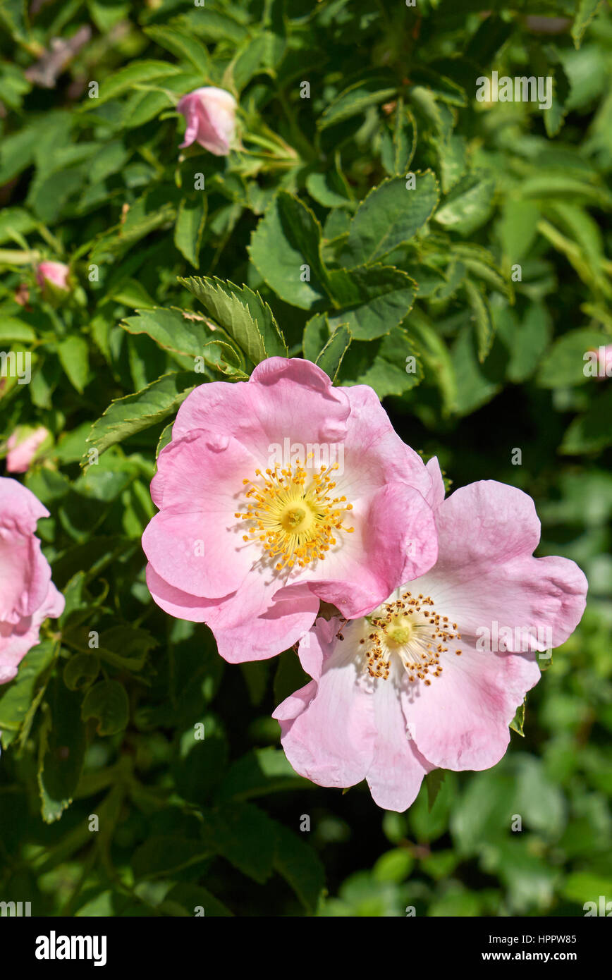 Rosa Canina Flower Stock Photo Alamy