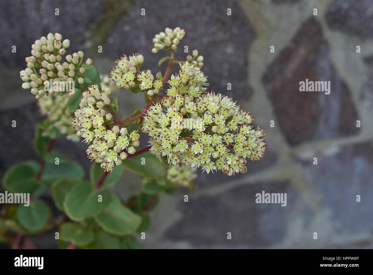 Sedum telephium flower Stock Photo