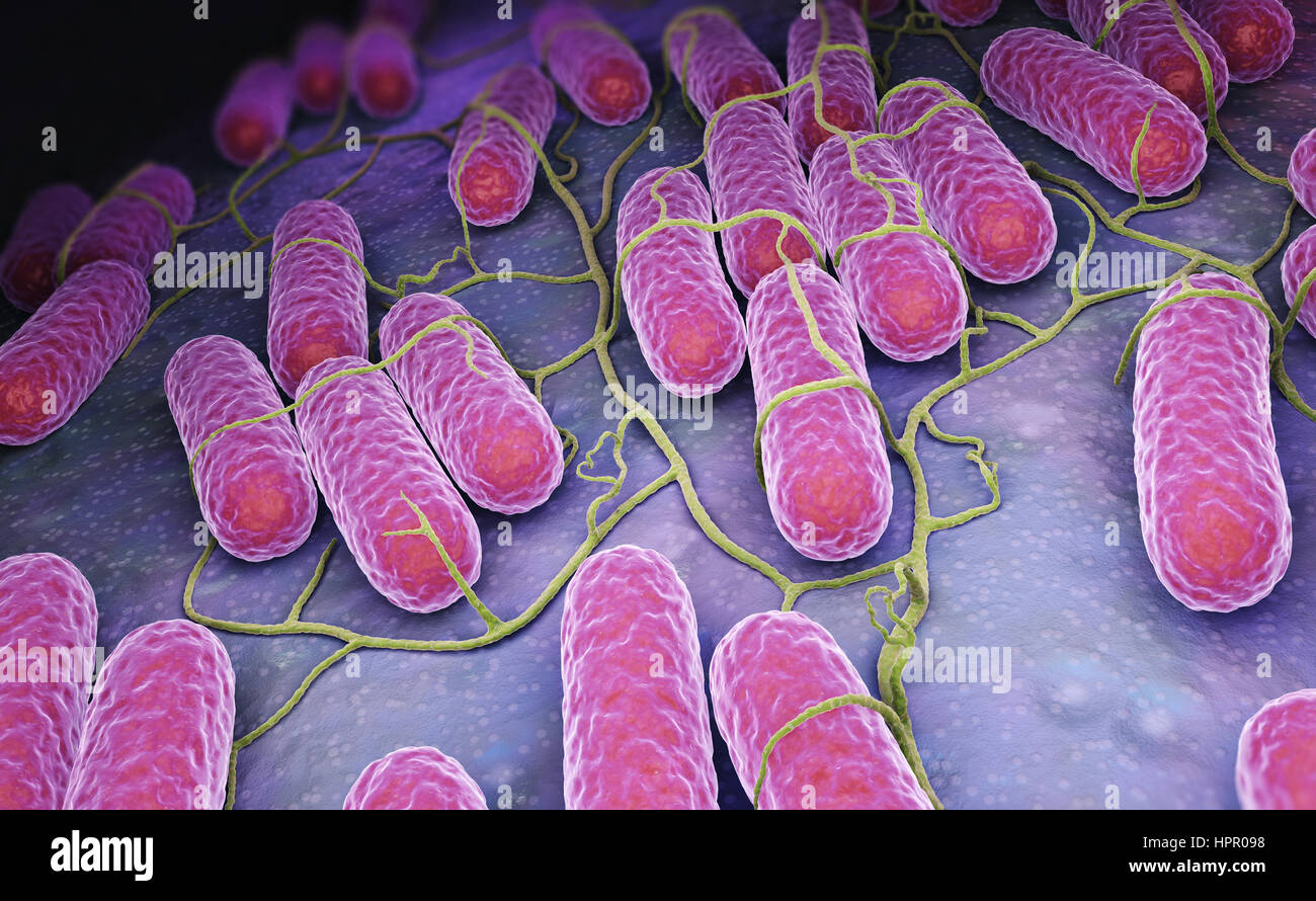Salmonella Under Microscope
