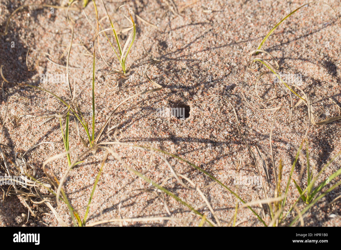 Northern bear spider Stock Photo Alamy