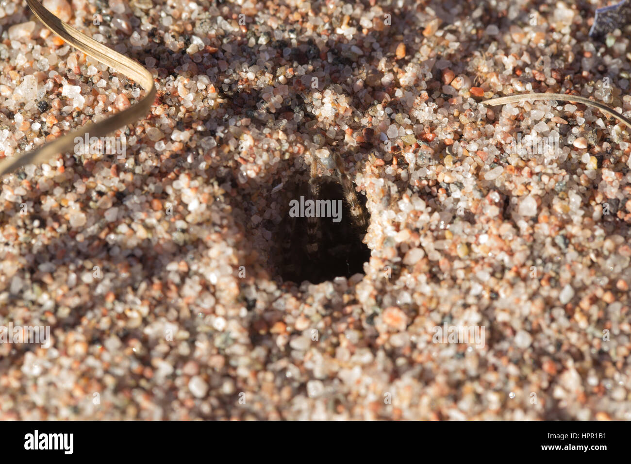 Northern bear spider Stock Photo Alamy