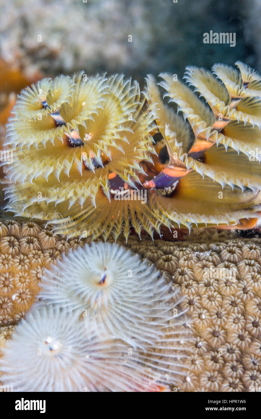 Spirobranchus giganteus, commonly known as Christmas tree worms, are