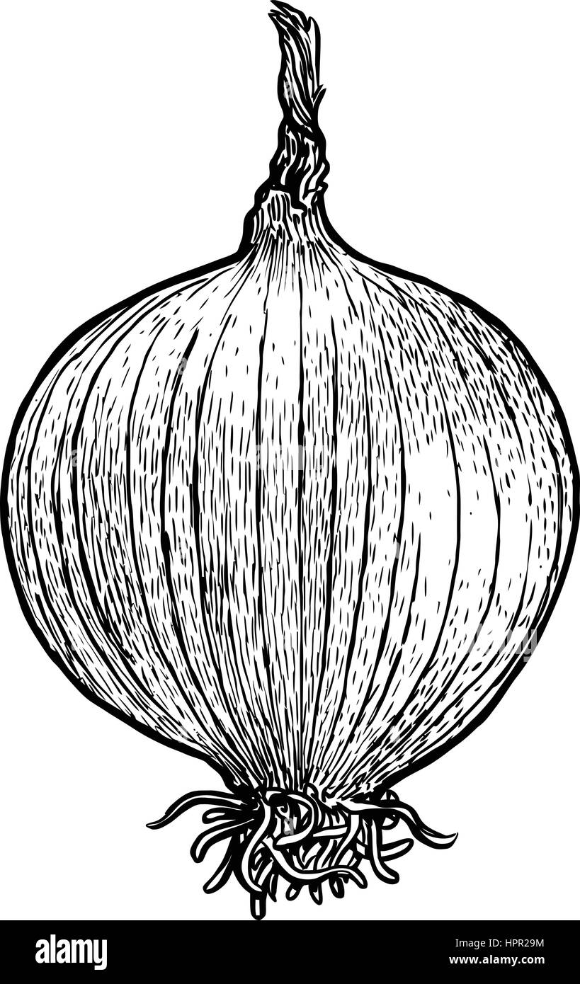 Onion, bulb illustration, drawing, engraving, line art, vegetable, vector Stock Vector