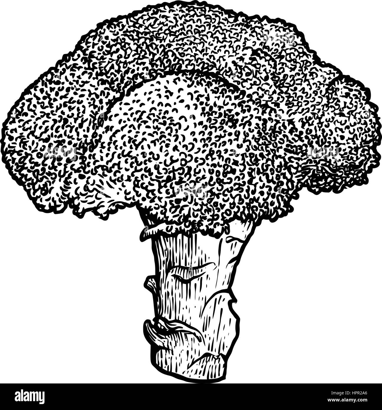 Broccoli illustration, drawing, engraving, line art, vegetable, vector Stock Vector