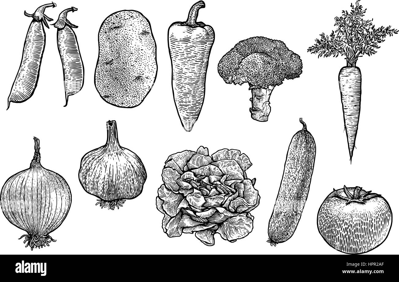 Vegetable collection illustration, drawing, engraving, line art, vector Stock Vector