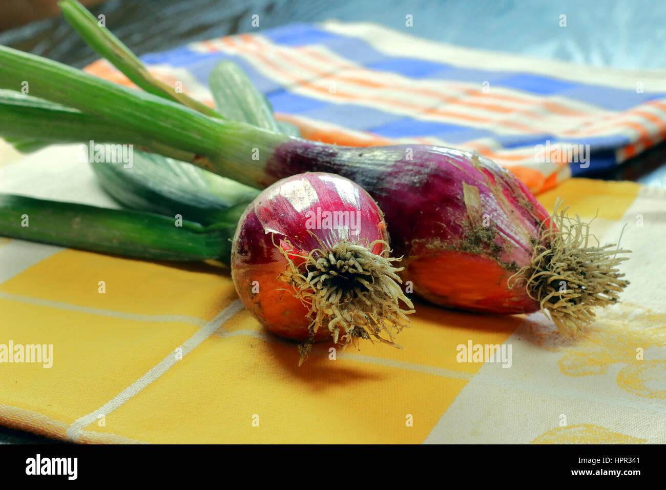 Organic raw red bulb onion on colorful kitchen cloths lying on dark wooden table - Selective focus, bokeh background - Cooking ingredients series Stock Photo
