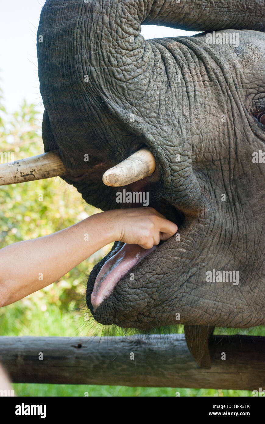 An elephant being hand fed in a game reserve in South Africa Stock