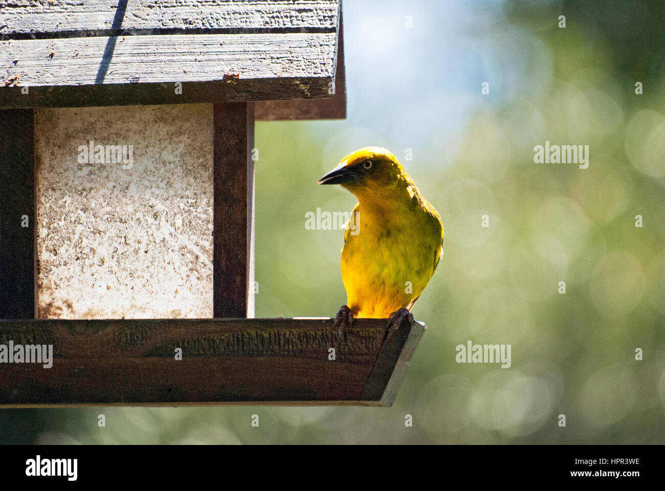 A cape weaver bird sitting on a bird feeder in a garden in South Africa Stock Photo
