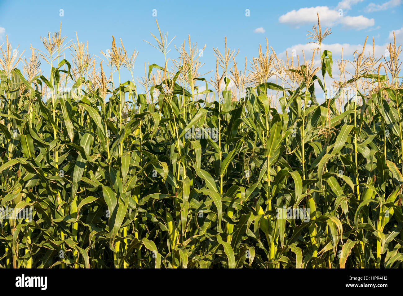A green Maize crop seen in Zimbabwe Stock Photo Alamy