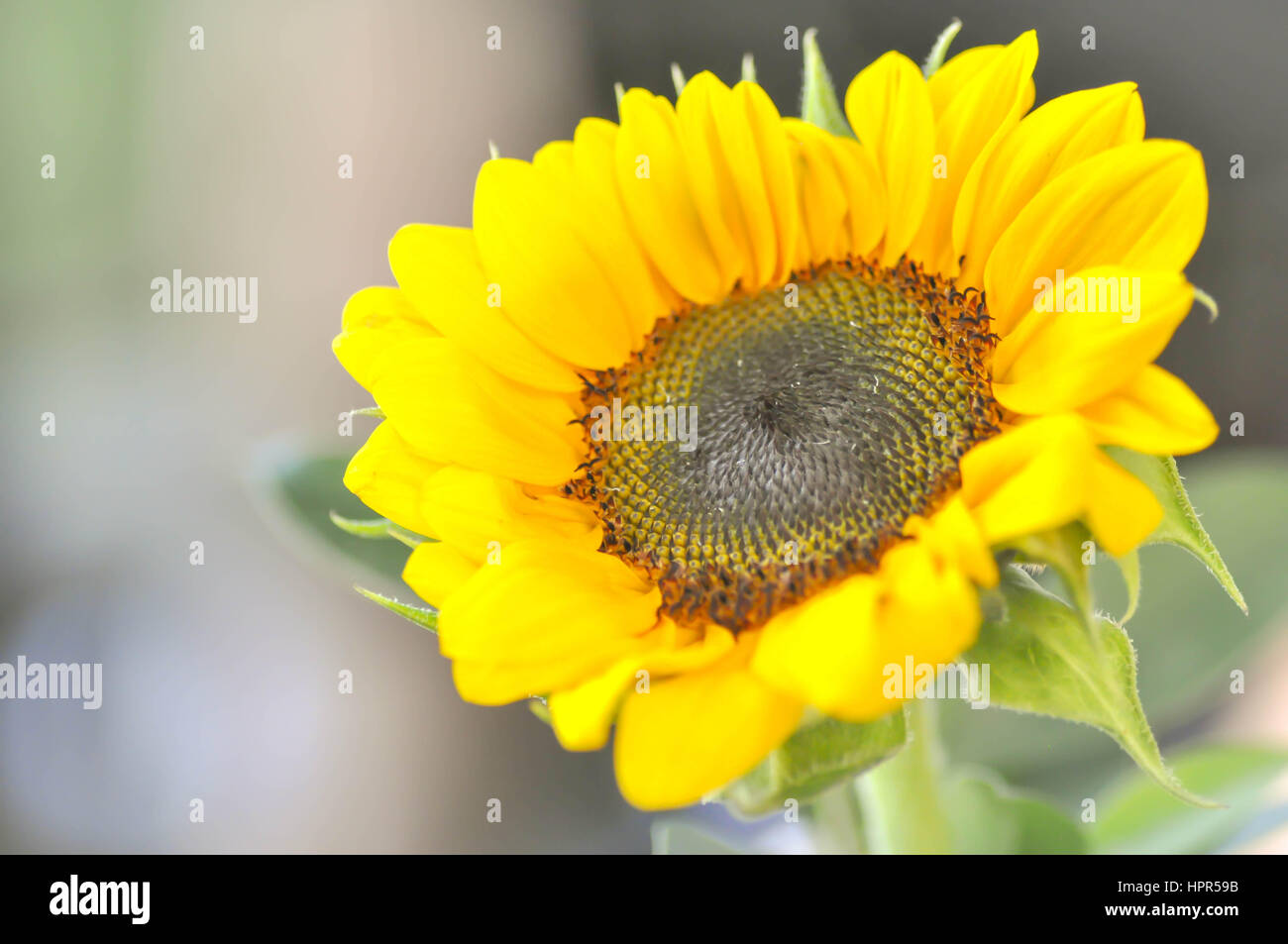 helianthus annuus, small sunflower Stock Photo Alamy