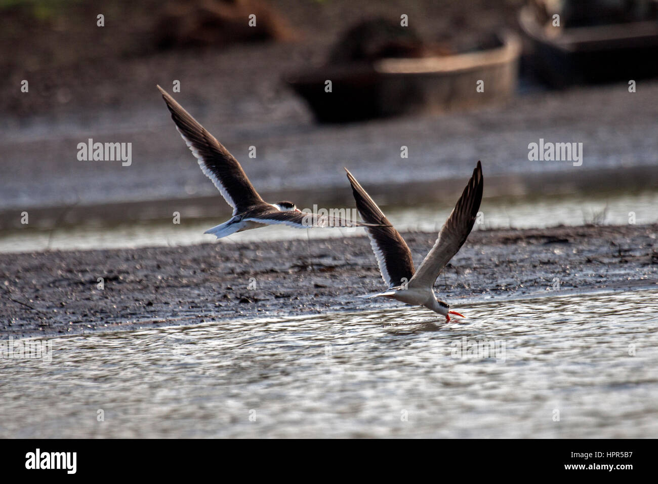 Indian skimmers fishing in the dawn light on lake in India Stock Photo