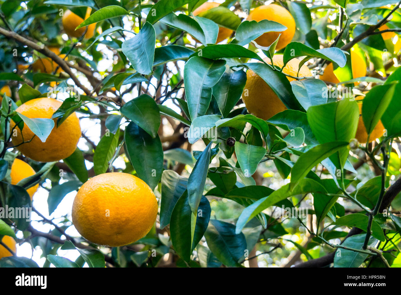 Ripe oranges on an orange tree located in the East Gardens of the Tokyo Imperial Palace. Stock Photo