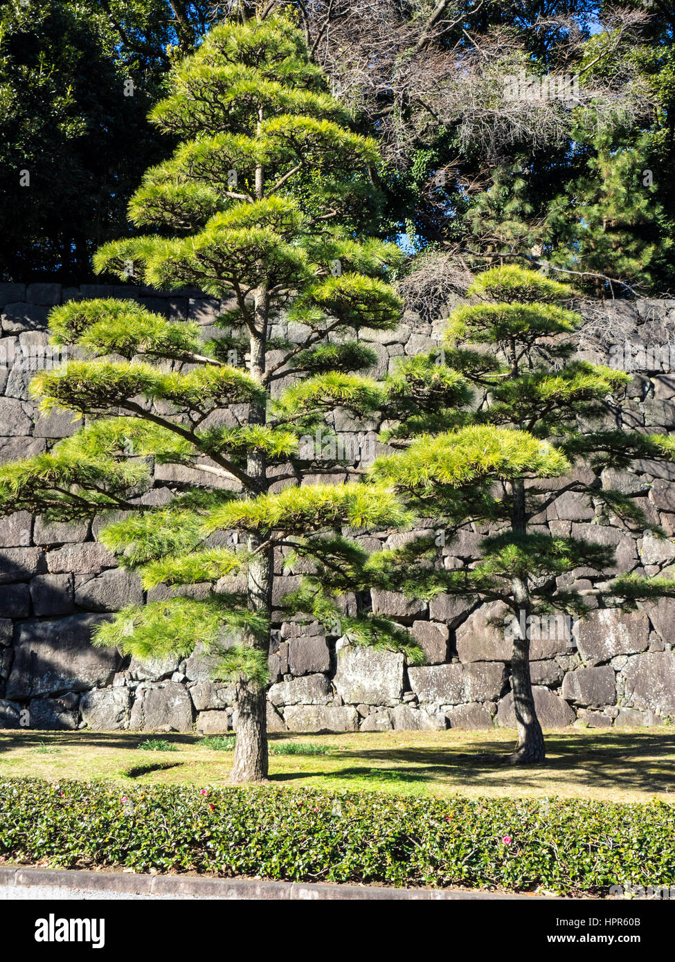 Japanese black pine trees in front of a granite stone wall in the East Gardens of the Tokyo Imperial Palace. Stock Photo
