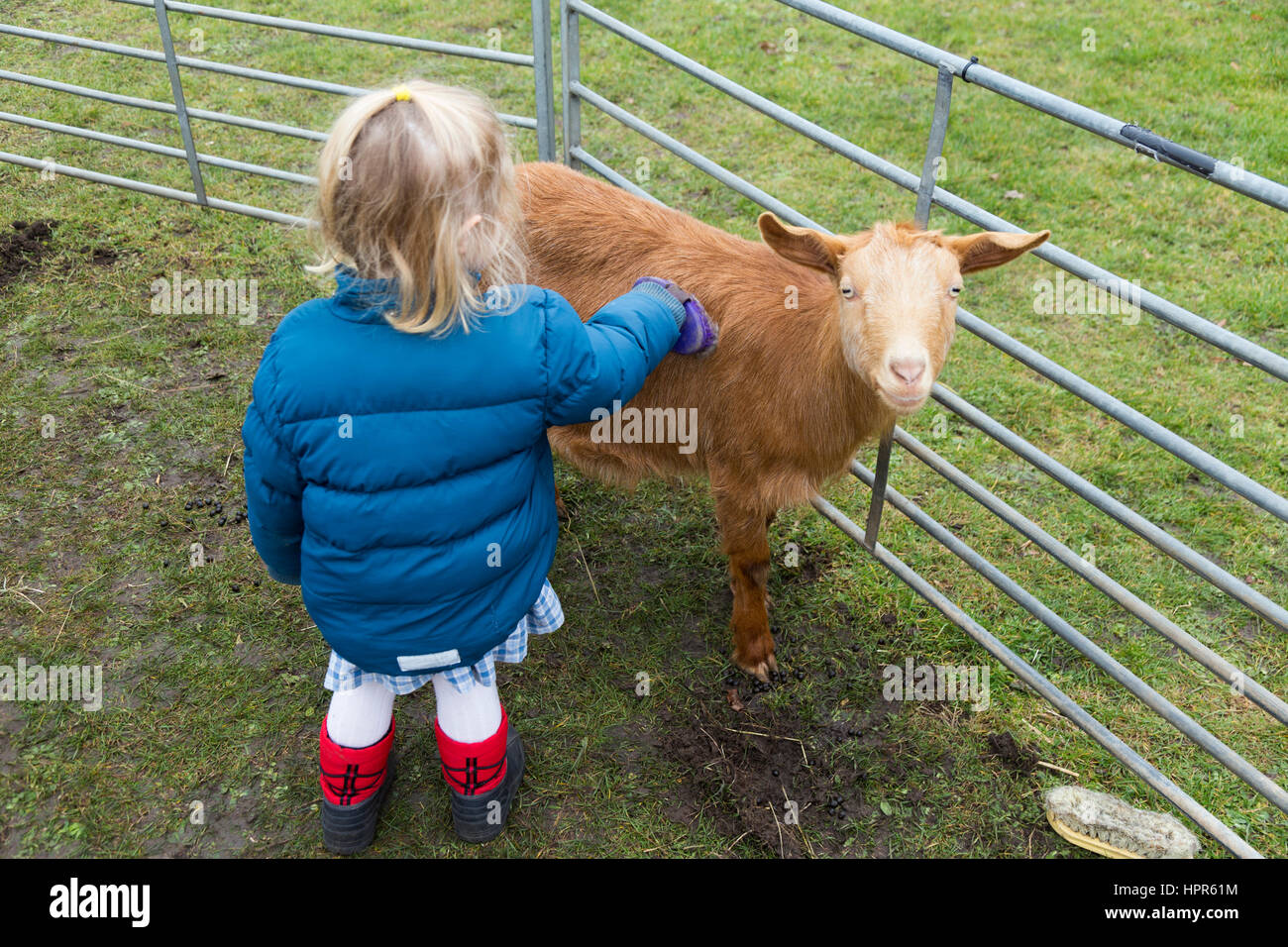 A two year old child / toddler stroking and brushing a young goat / kid during a visit by a visiting urban farm to a suburban town / school. UK. (86) Stock Photo