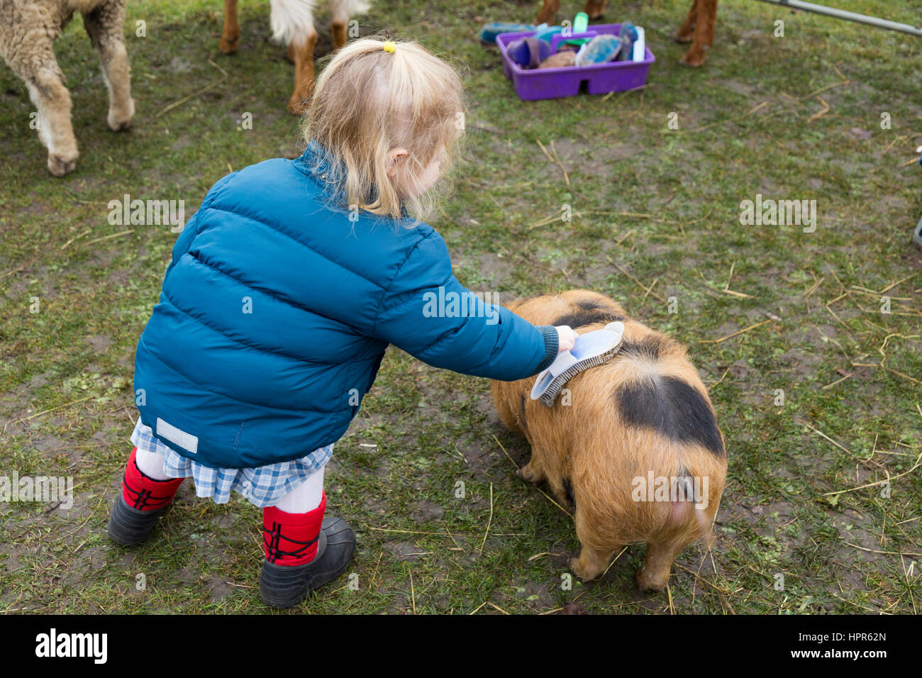 A two year old child / toddler stroking and brushing a young pig / piglet during a visit by a visiting urban farm to a suburban town / school. UK. Stock Photo