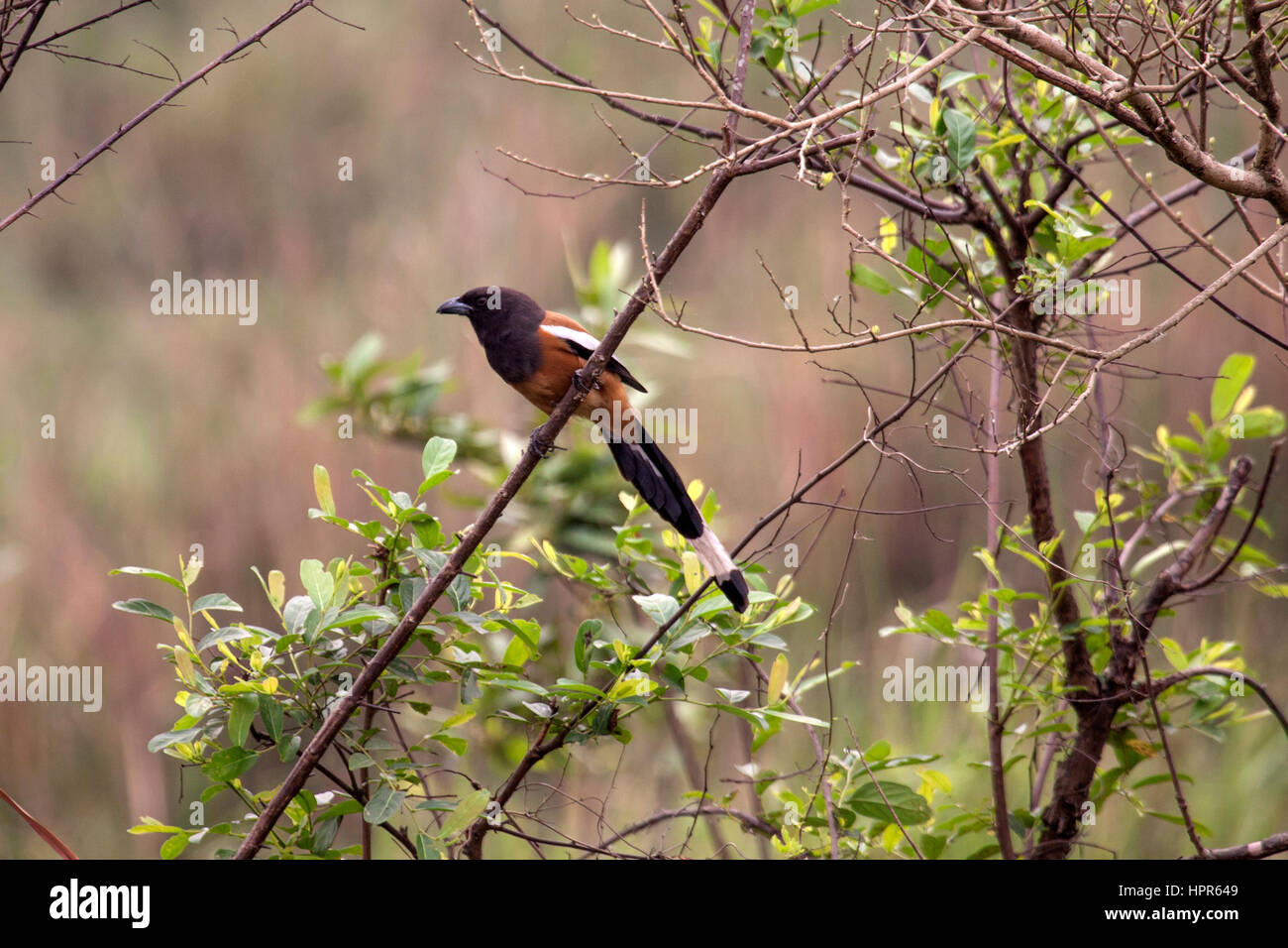 Rufous treepie perched in tree in India Stock Photo