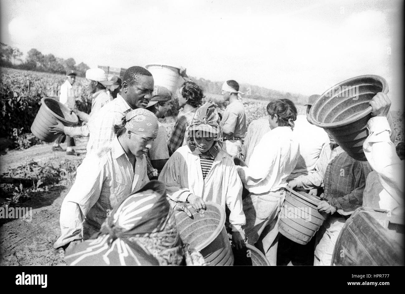 Tomato south florida hires stock photography and images Alamy