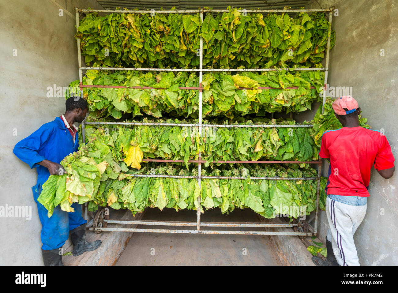 Tobacco drying racks hires stock photography and images Alamy