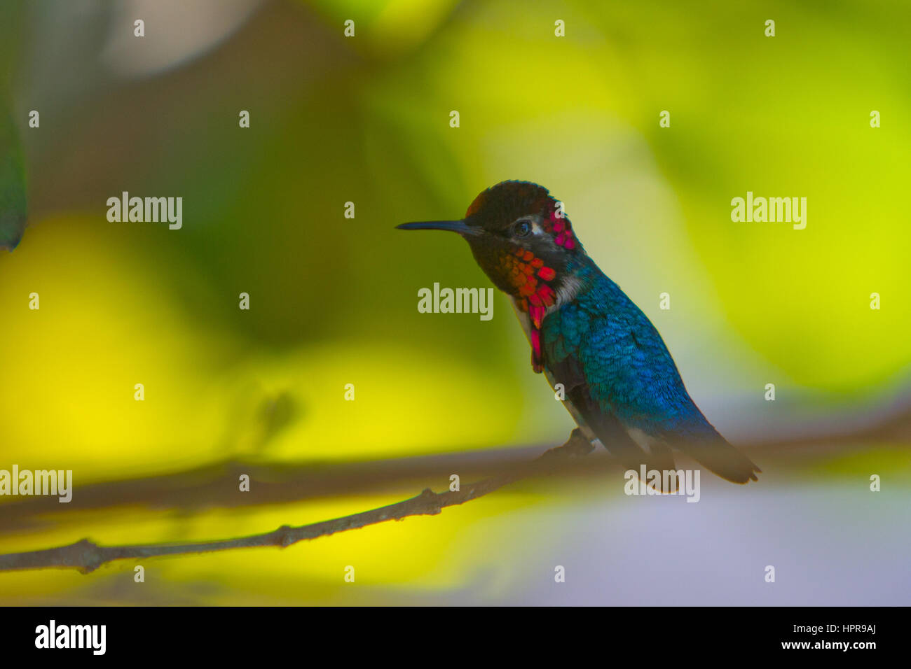 A bee hummingbird, smallest bird in the world, endemic to Cuba Stock Photo