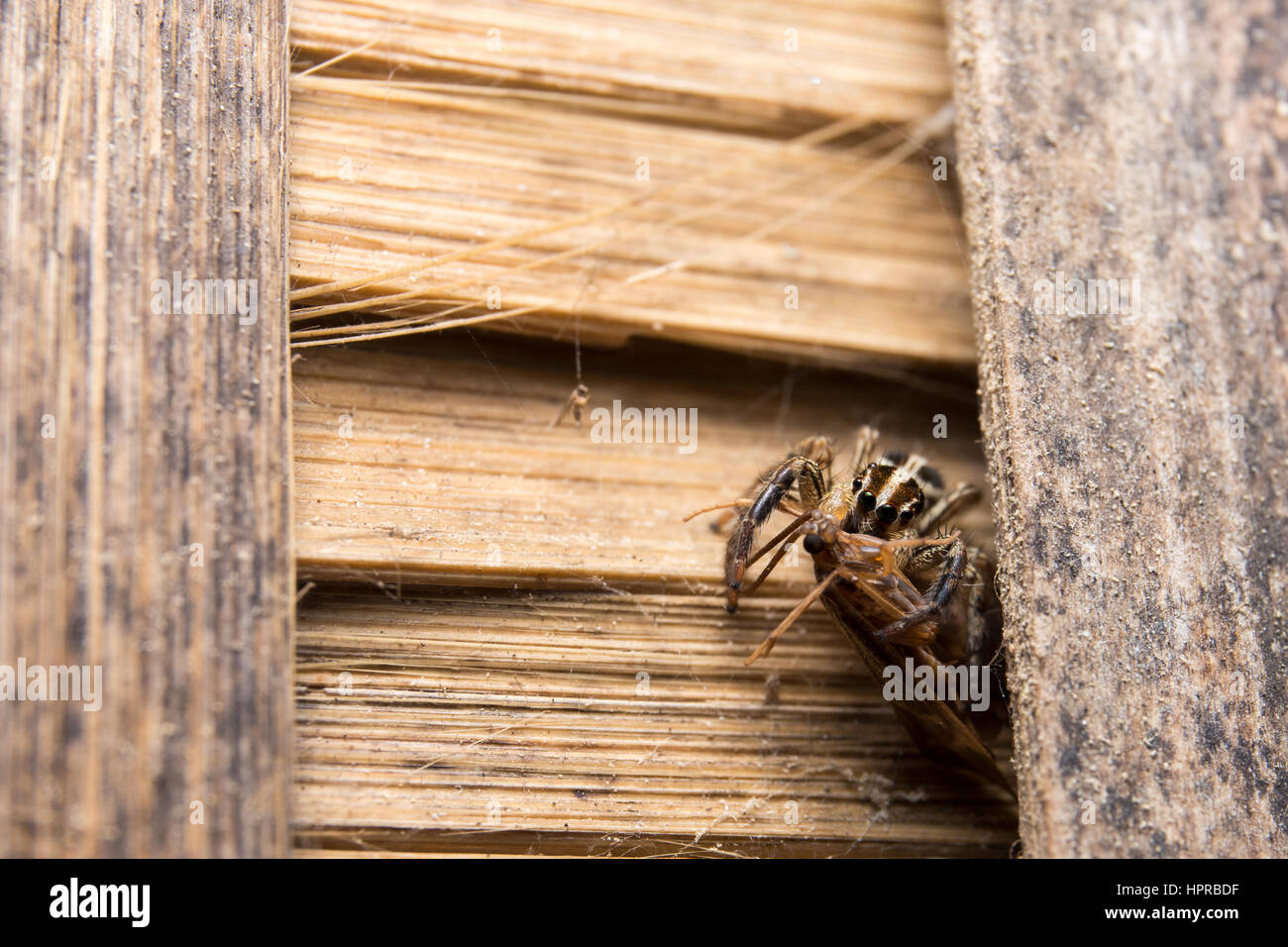 Jumping Spider Salticidae Spider In Thailand On Wood Bamboo Stock Photo Alamy