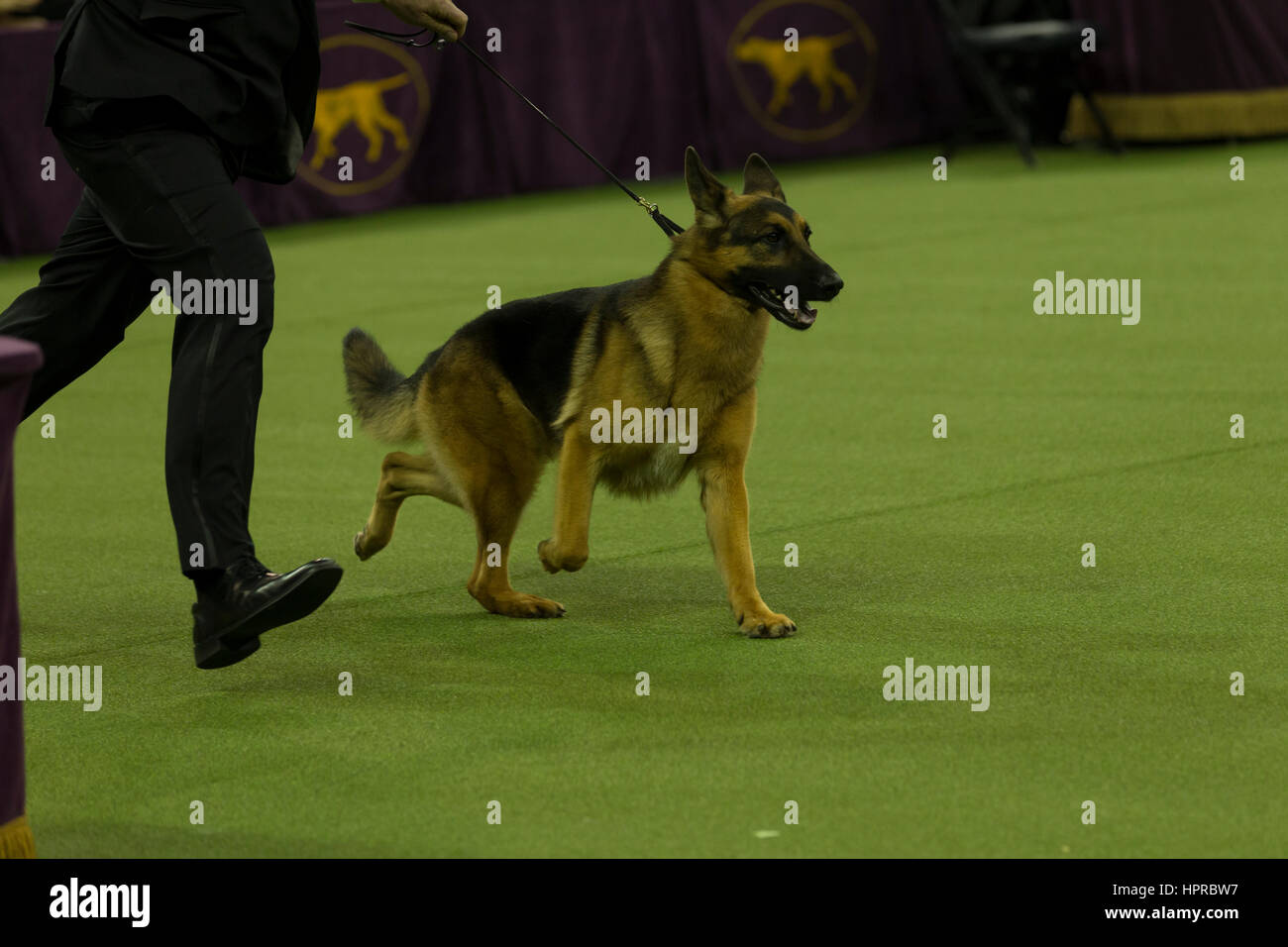 Rumor the German Shepherd and handler Kent Boyles who won Best in Show award run around ring at 141st Westminster Kennel Club show at Madison Square Garden Stock Photo Alamy