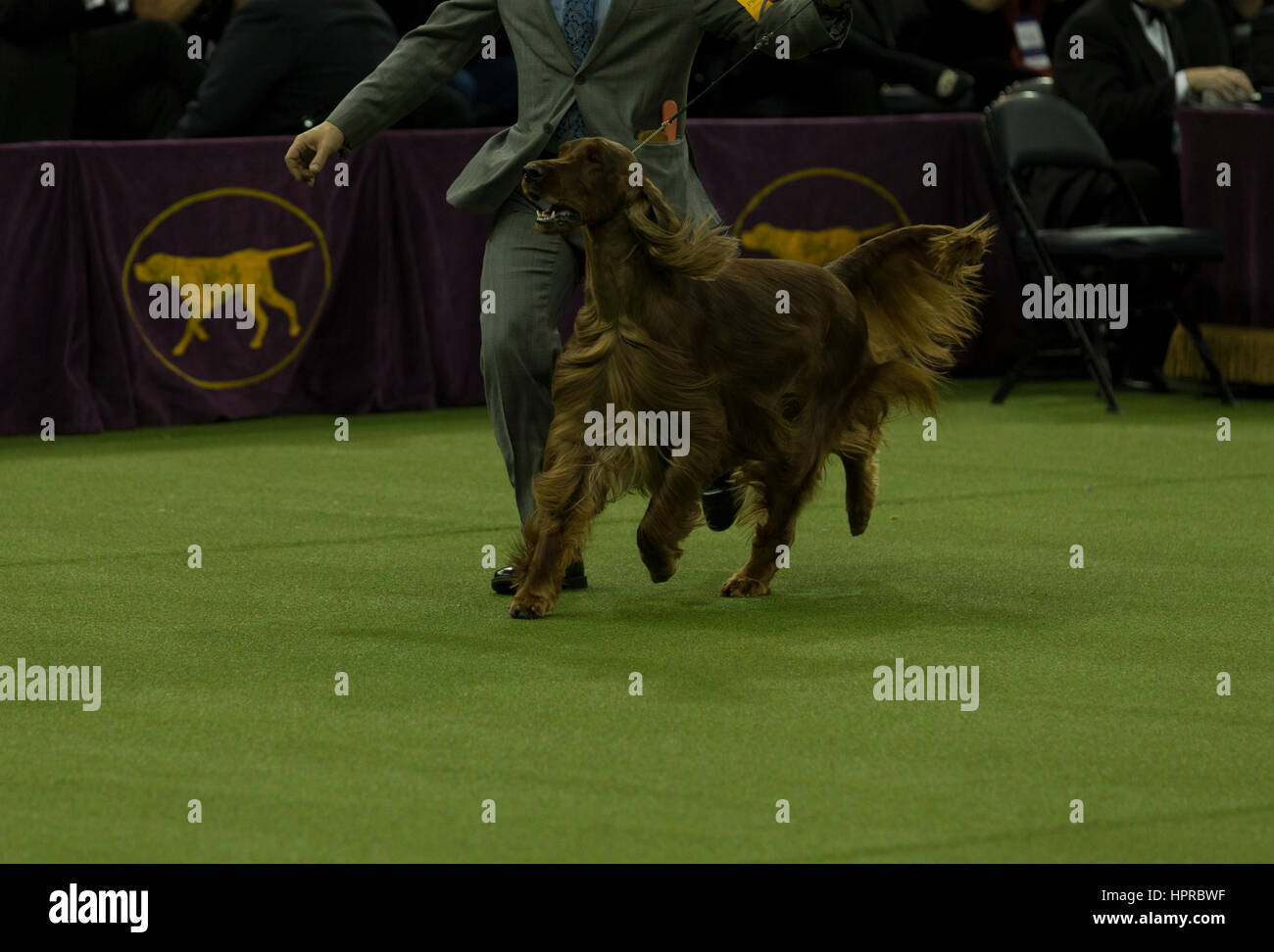 Adrian Irish Setter and handler who won Reserve Best in Show award run