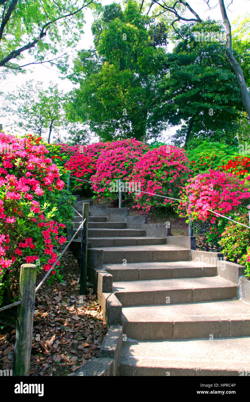 Azalea Festival Nezu Shrine Tokyo Japan Stock Photo Alamy