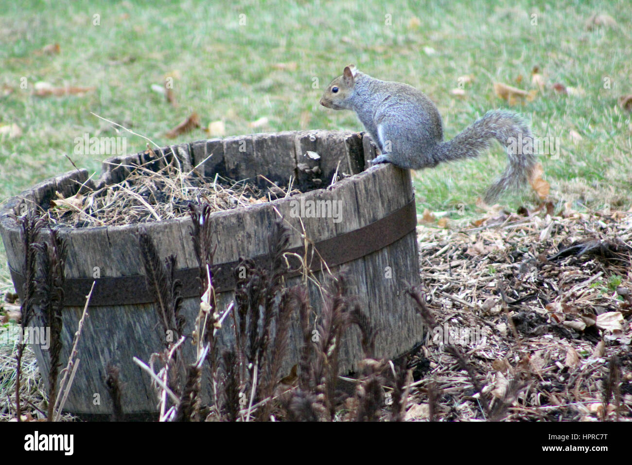 Skippy squirrel hiding nuts in hires stock photography and images Alamy