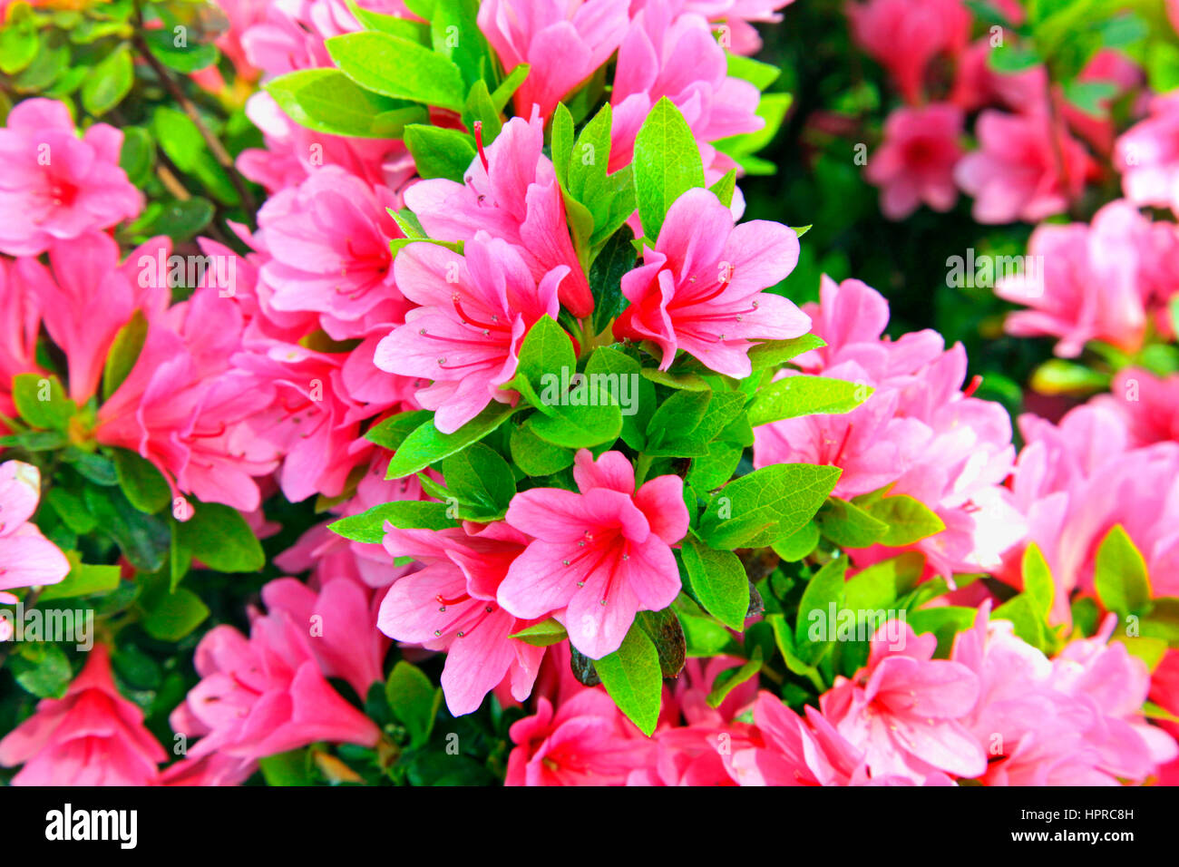 Azalea Festival Nezu Shrine Tokyo Japan Stock Photo Alamy