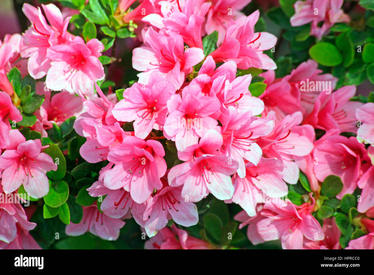 Azalea Festival Nezu Shrine Tokyo Japan Stock Photo - Alamy