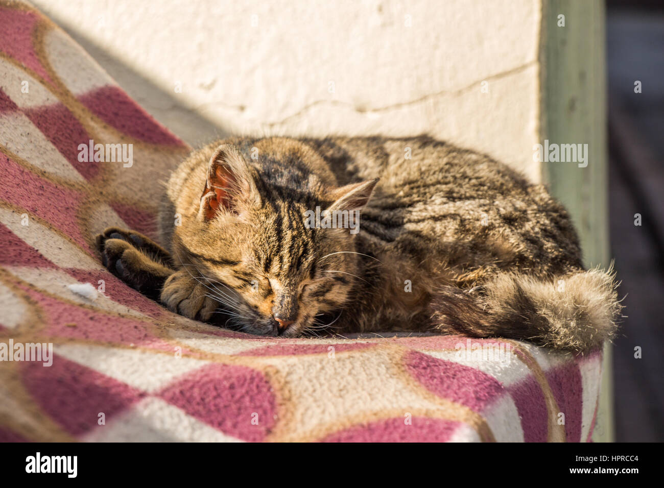 Another portrait of the homeless street cat Stock Photo - Alamy