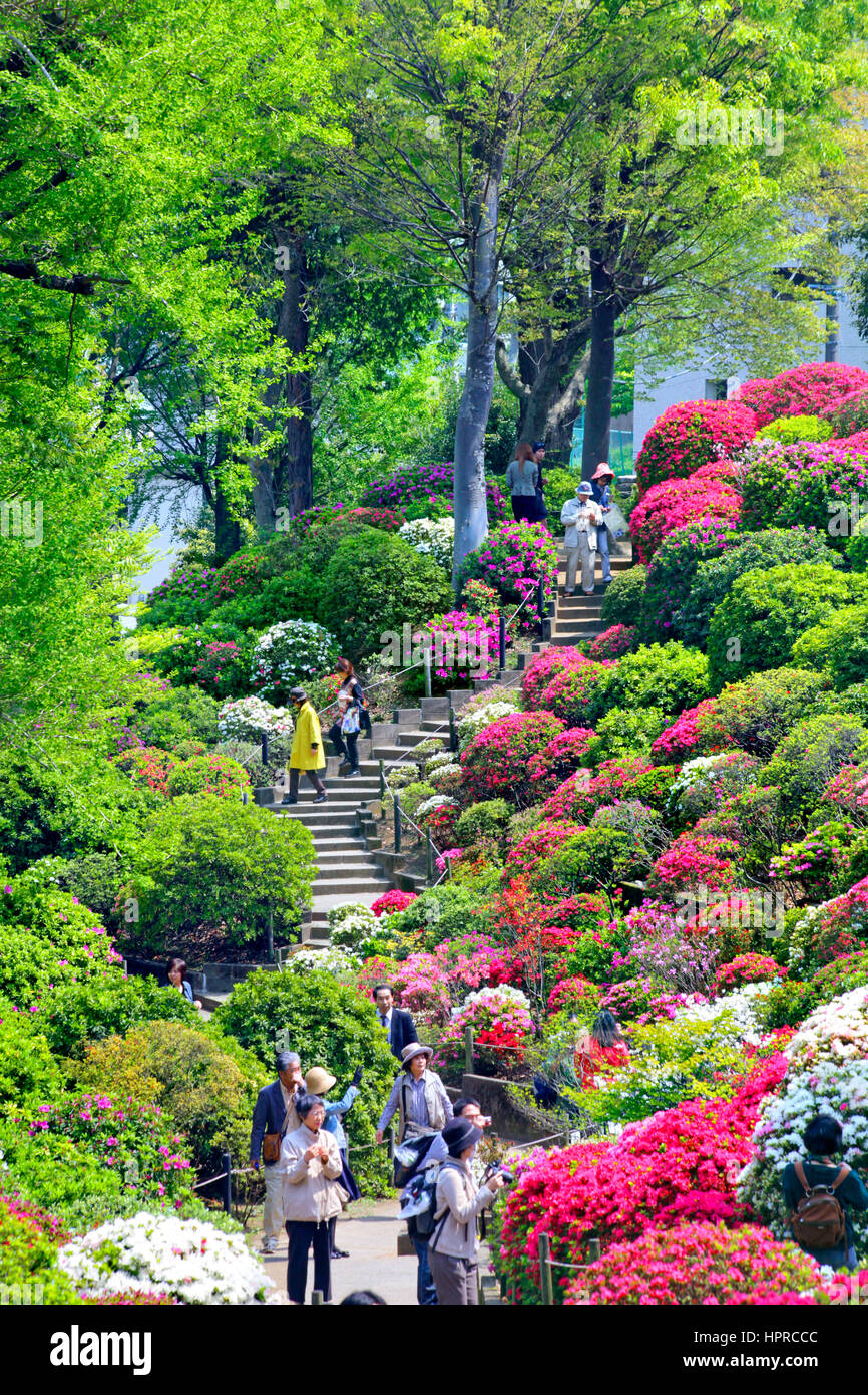 Azalea Festival Nezu Shrine Tokyo Japan Stock Photo Alamy