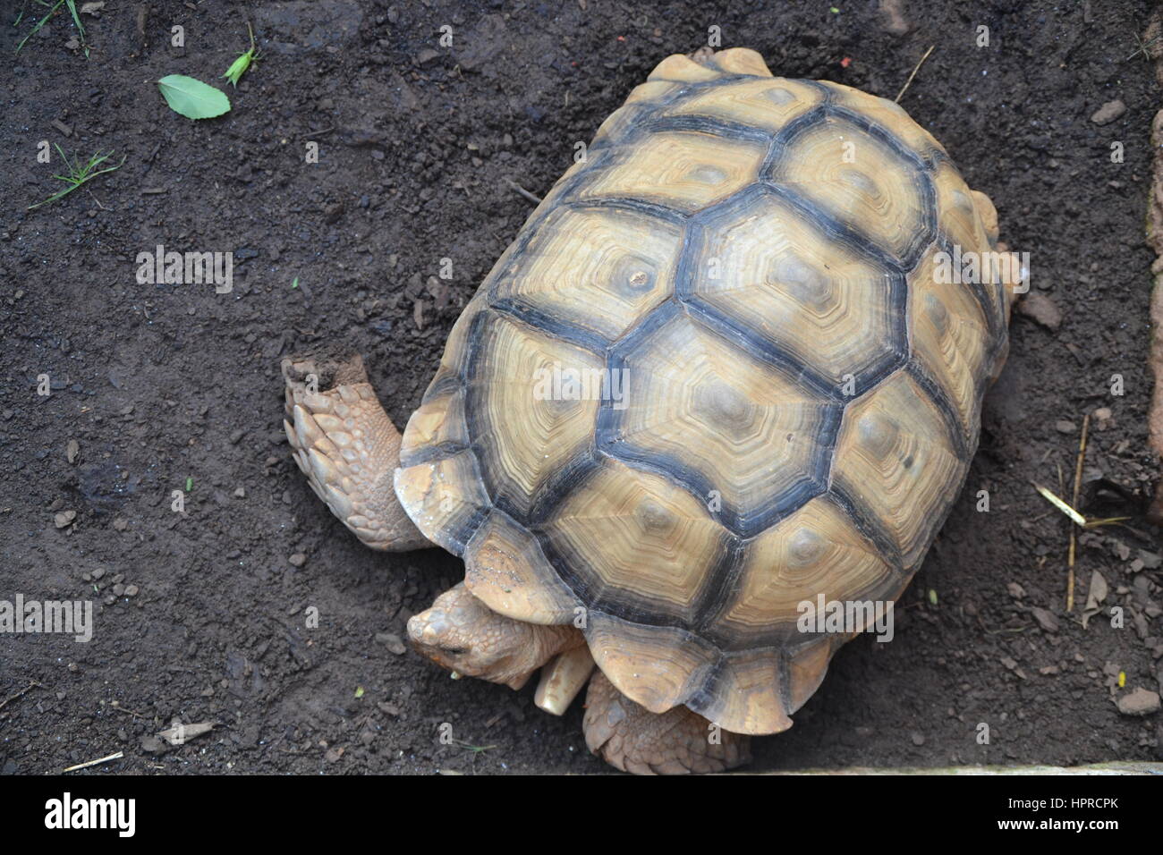 Animals in Jungle park on Tenerife island Stock Photo - Alamy